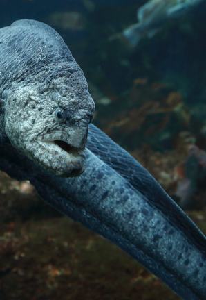 Wolf eel
