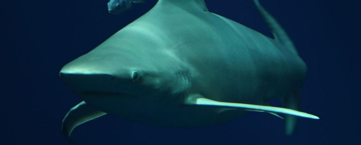 Sandbar shark swimming in dark water