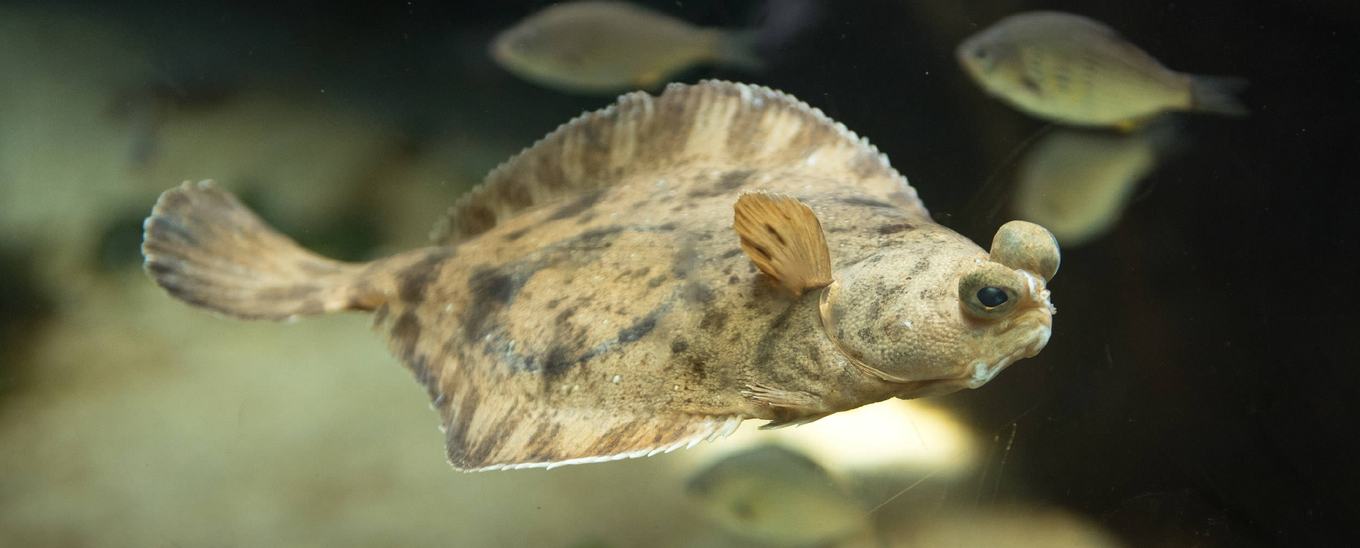 A sanddab in the Aviary exhibit