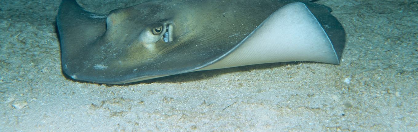 Southern stingray, Caribbean