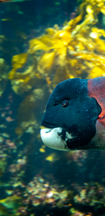 Sheephead swimming through a kelp forest