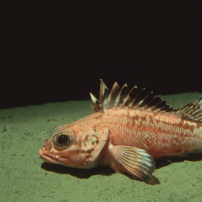 Porges Fish Deep sea | Monterey Bay Aquarium