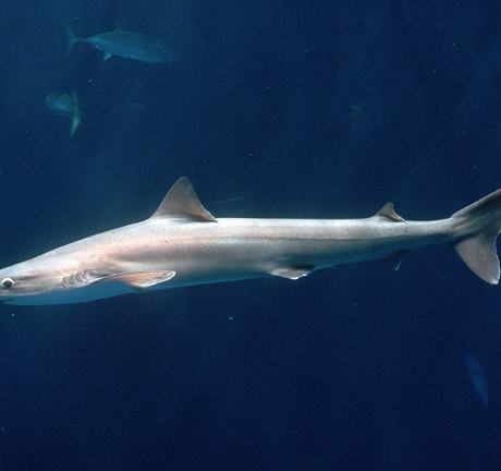 Full body profile of a soupfin shark swimming in deep blue water with other fish in background