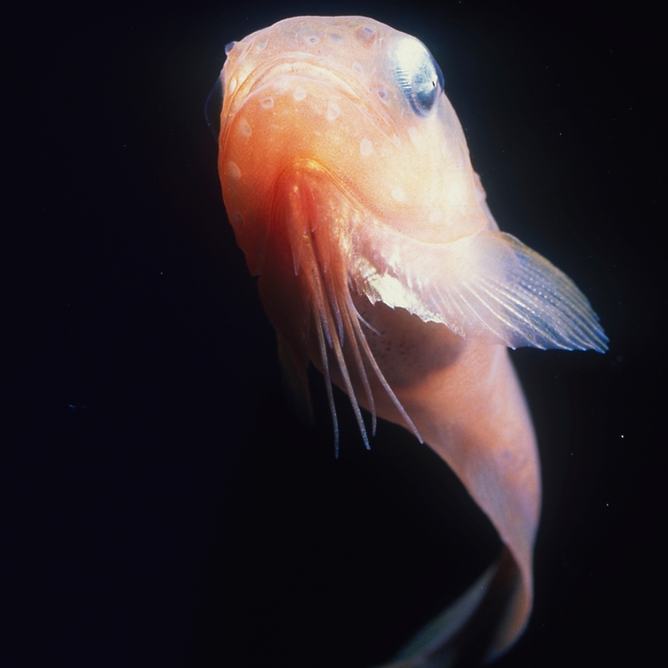 A tadpole snailfish swimming upwards in dark waters