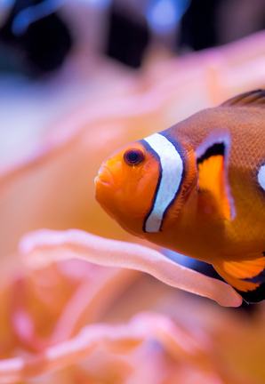 An anemonefish also called a clownfish, on exhibit in the Splash Zone.