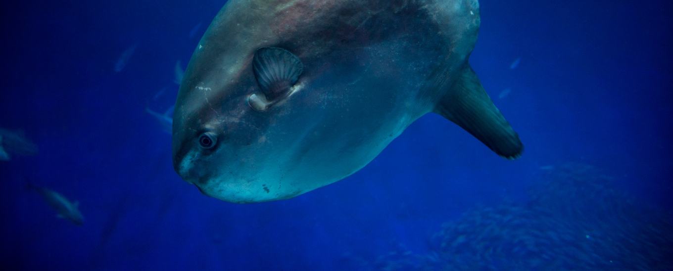 An ocean sunfish in the Open Sea exhibit