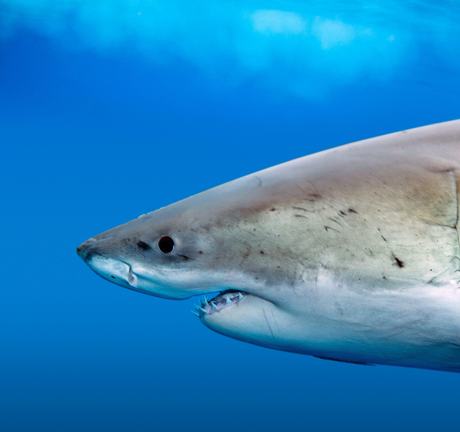 White shark profile