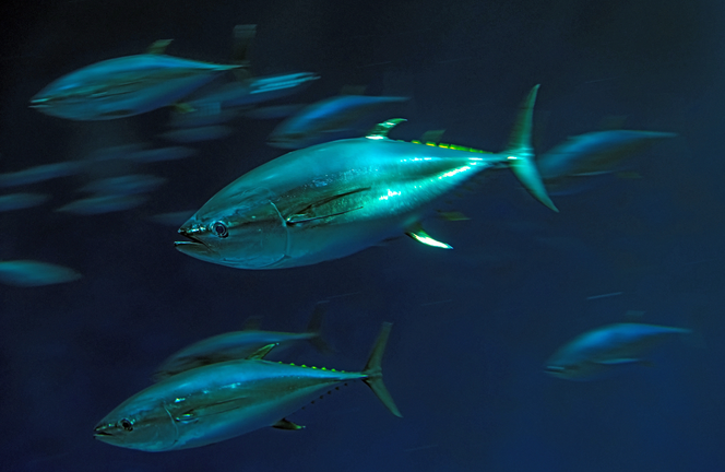 Yellowfin tuna glowing teal and silver swimming through a school of fish in a deep blue exhibit