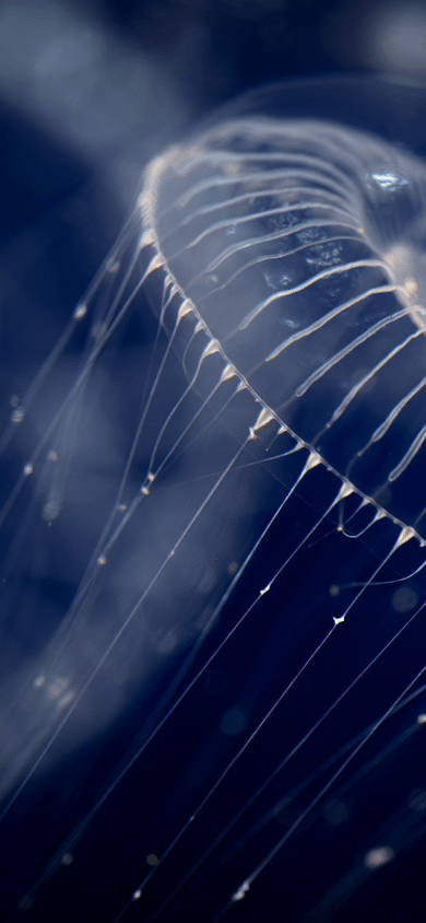 Close-up of a translucent crystal jellyfish drifting through dark blue water, with delicate glowing tentacles