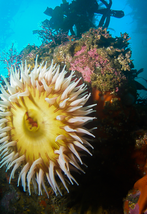 A large fish-eating anemone attached to a rocky shore with the kelp forest in the background at Point Lobos