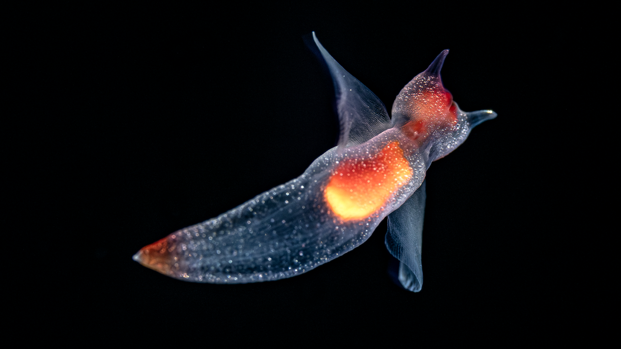 The midwater | Monterey Bay Aquarium
