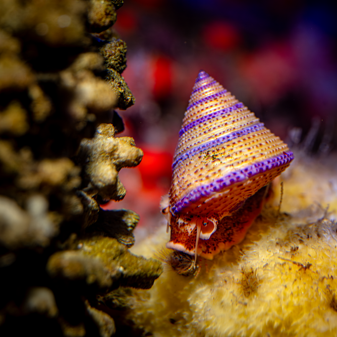 A Jeweled top snail glides across a large sponge.