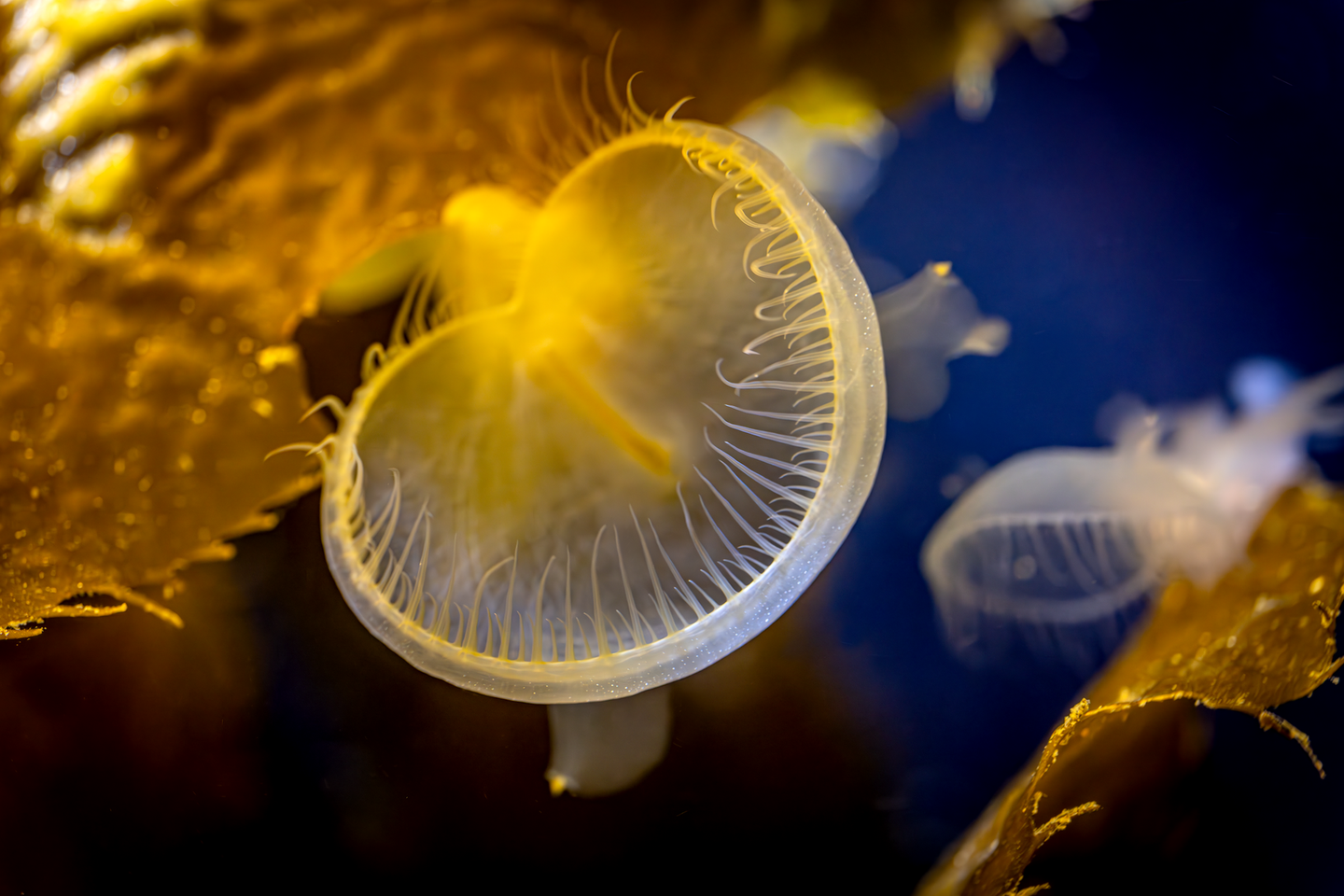 Melibe | Monterey Bay Aquarium