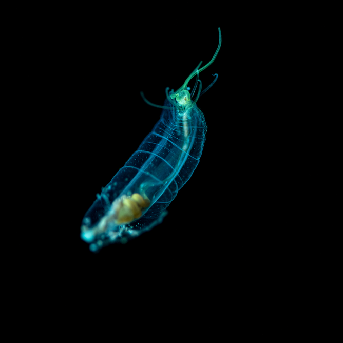 Translucent blue balloon worm with green head and visible internal organs floating against black