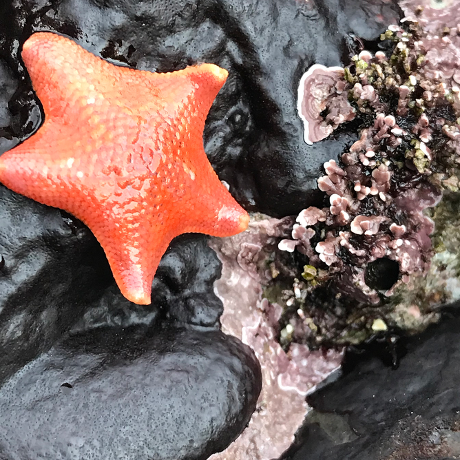 Vibrant orange bat star resting on wet black rocks surrounded by algae in a coastal tide pool
