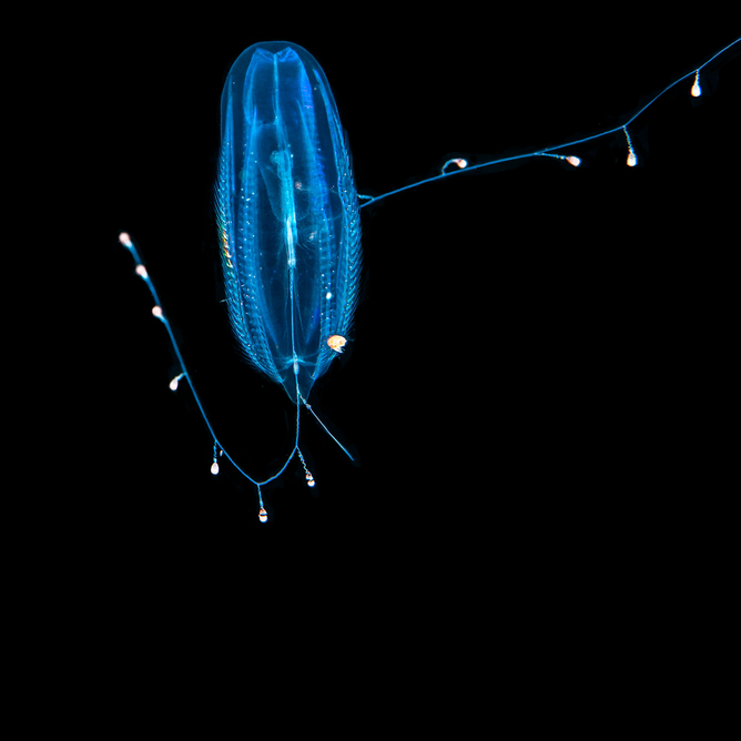 Blue oval-shaped beaded comb jelly with long delicate tentacles trailing against black background