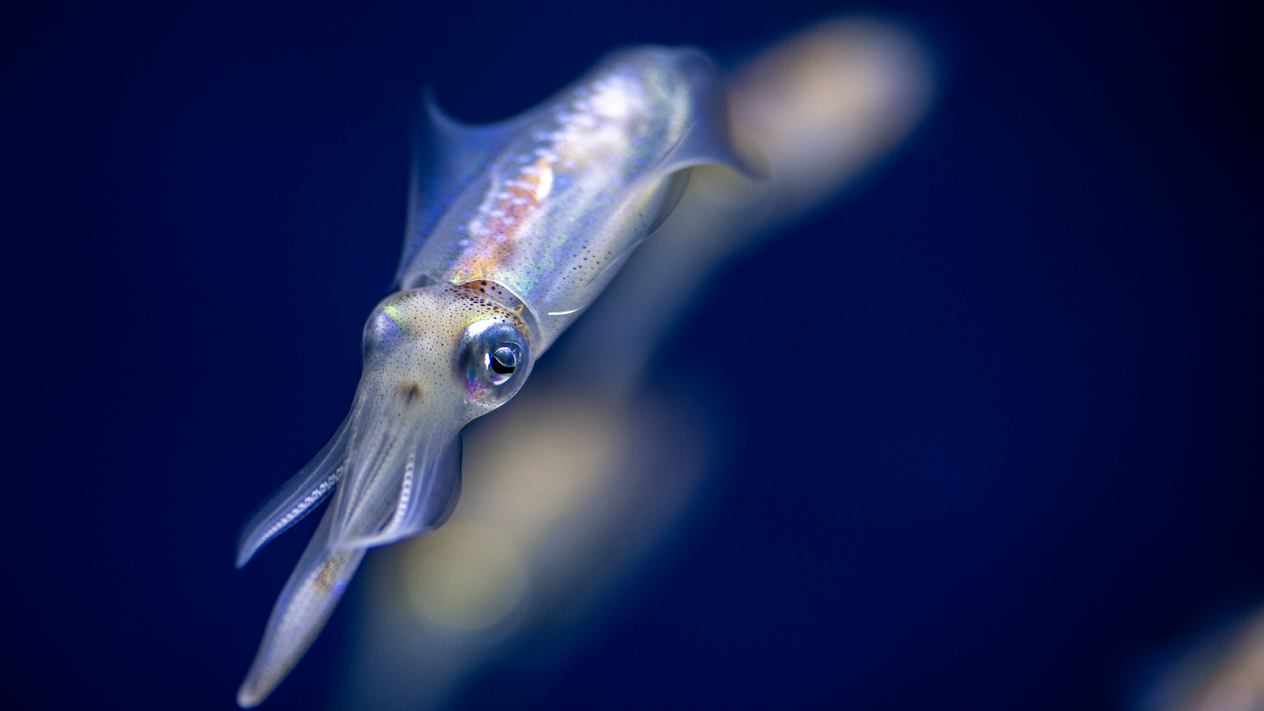 Big fin reef squid lose-up of a small translucent squid swimming in blue water