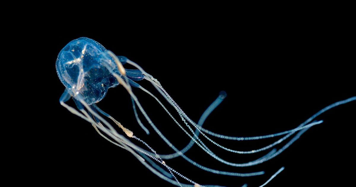 Mangrove box jelly | Monterey Bay Aquarium Mangrove box jelly | Monterey Bay Aquarium