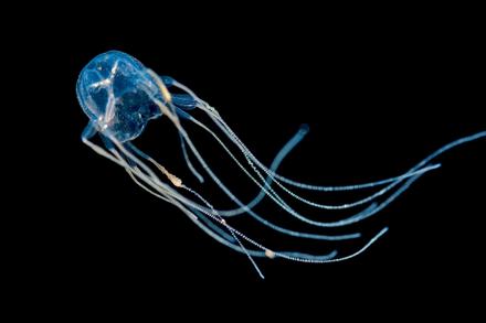 airaconge box jelly fish Jellyfish (Poisonous Animals) The question and answer feature throughout the book promotes reader inquiry BOX JELLYFISH (CHIRONEX FLECKERI) Common