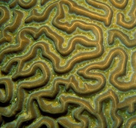 A close-up view of brain coral from above, showing its maze-like grooves and texture