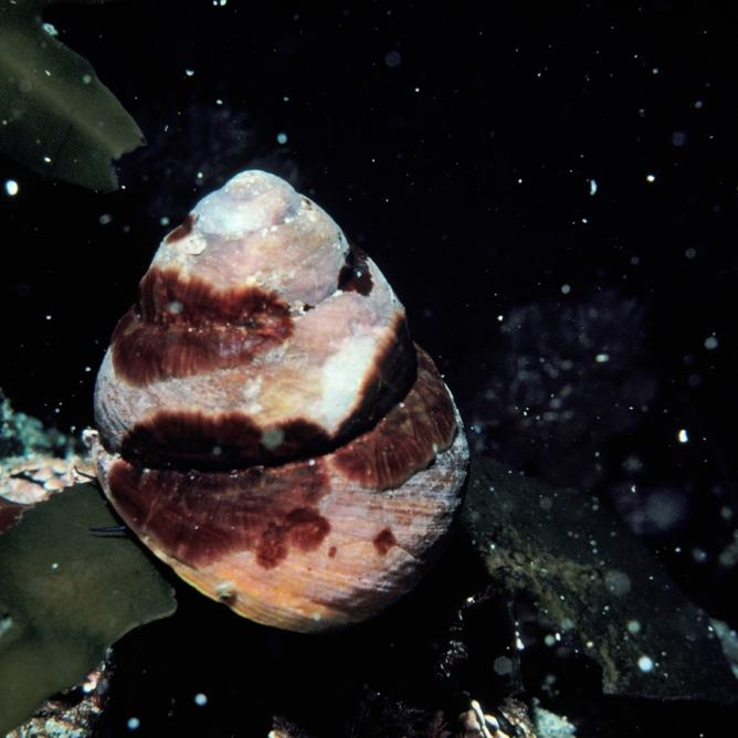 Side view of a brown turban snail