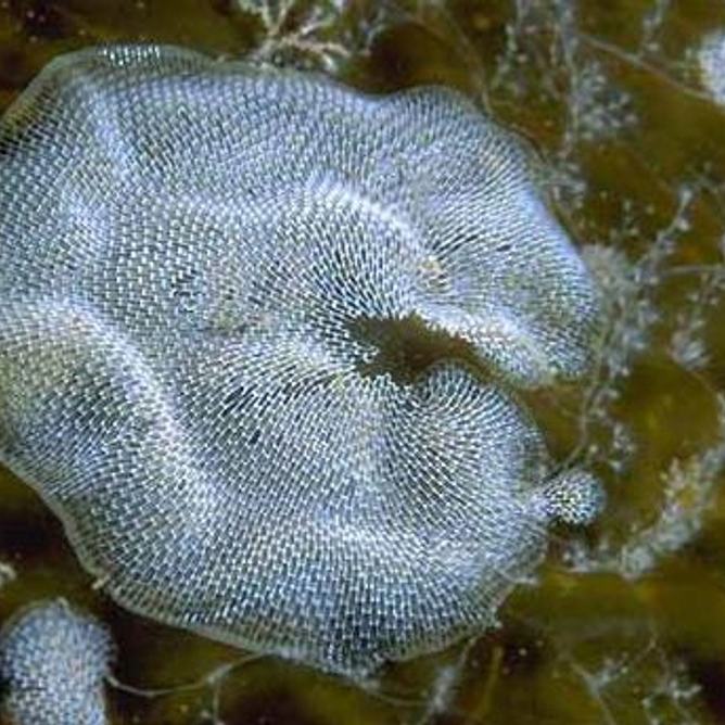 Round white lace-like bryozoan colony attached to kelp surrounded by smaller colonies underwater