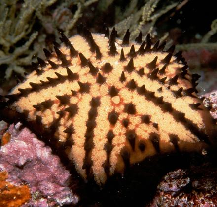 Chocolate chip sea star that is yellow in color with dark brown small protective bumps on a rocky underwater shore with seaweed in the background