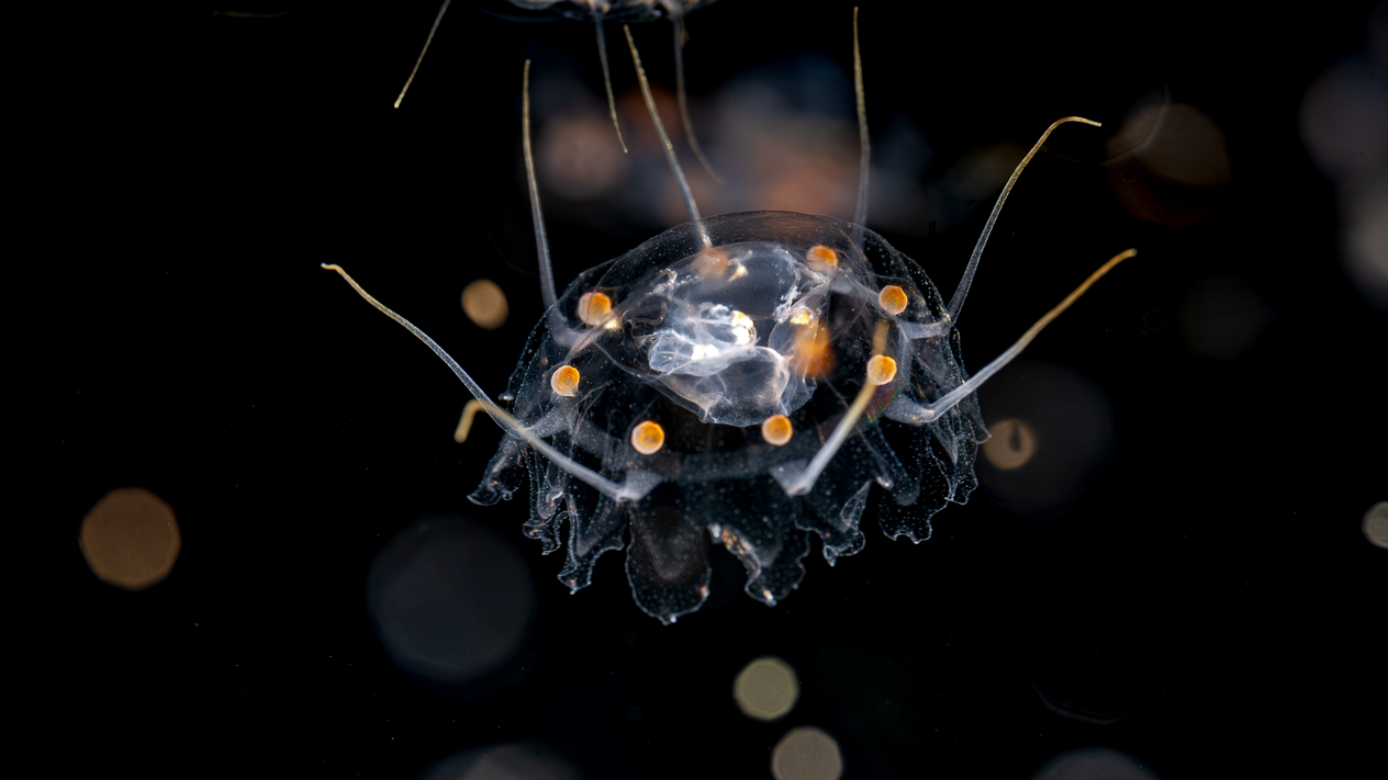 Miniscule crown jellies pulsate while moving through the Midwater Experience in the Into the Deep exhibit