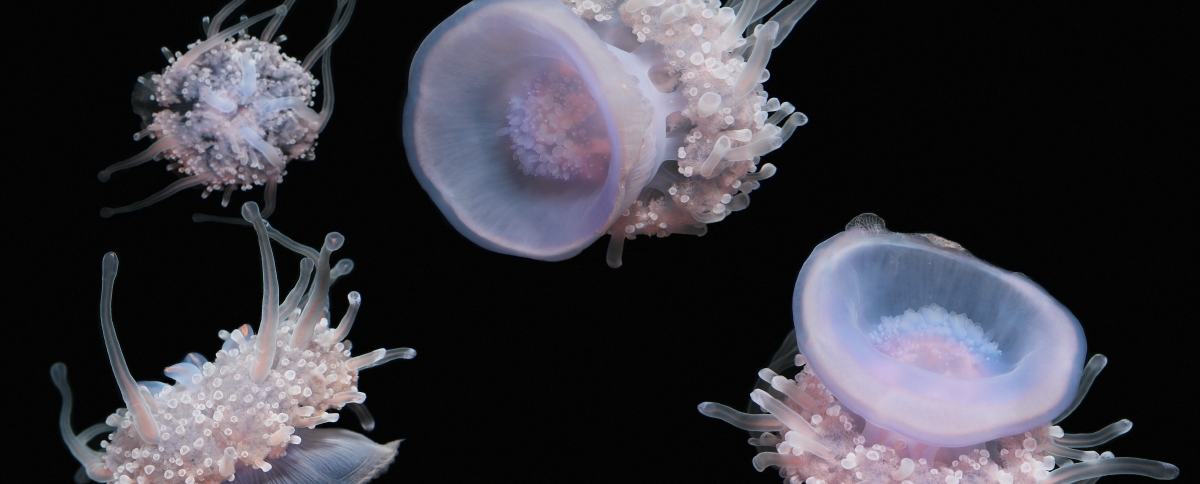 Crown jellies floating near each other