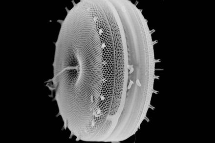 Diatom