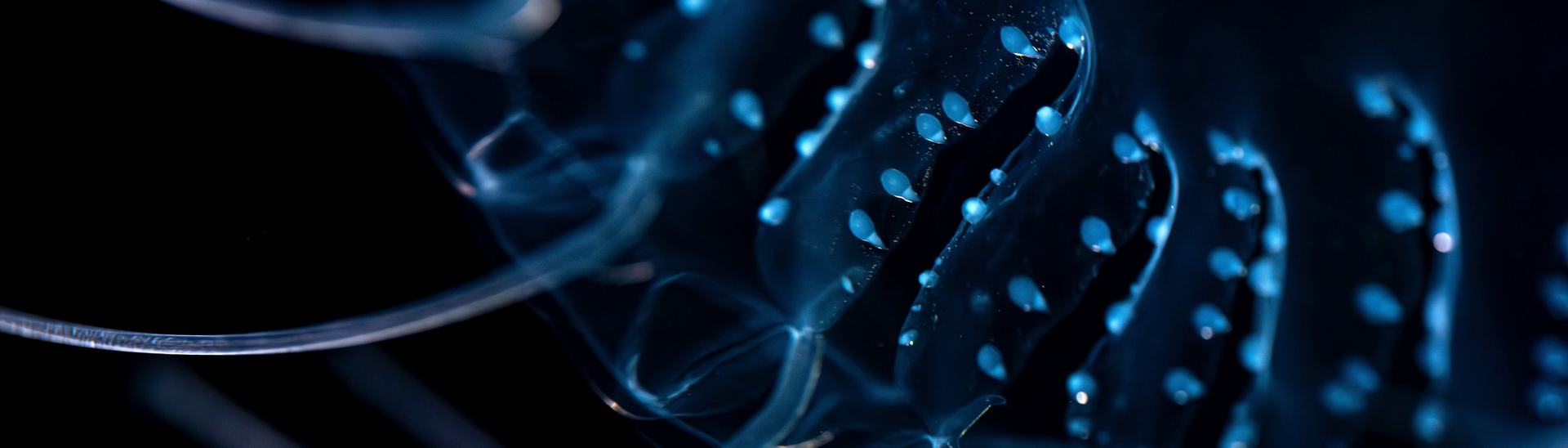 A close up a bioluminescent jelly with blue tentacles on a black background