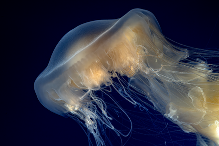 Egg yolk jelly with a golden-brown bell and flowing white tentacles swimming in dark ocean water