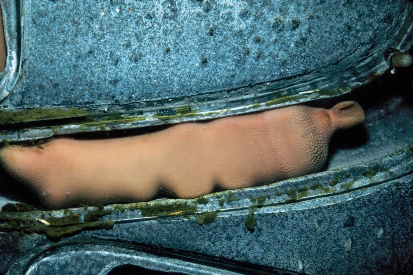 Mucus, slime and snot | Monterey Bay Aquarium