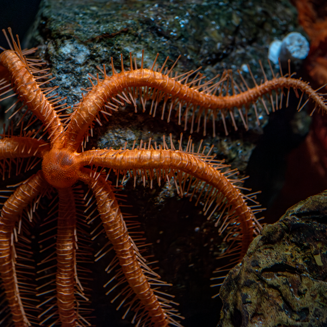 An orange-red fire star resting on a large rock, its long legs stretched outward and covered in sharp spines