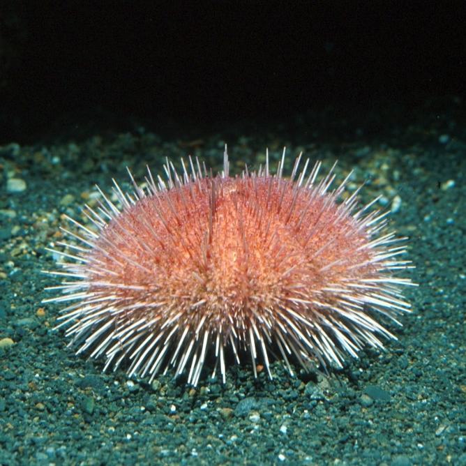 A fragile pink urchin resting on sandy seafloor