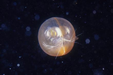 Giant ostracod