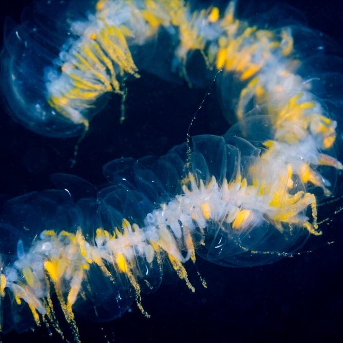 A giant siphonophore in Monterey Bay