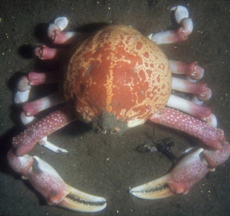View of a globe grab on the sandy bottom from above
