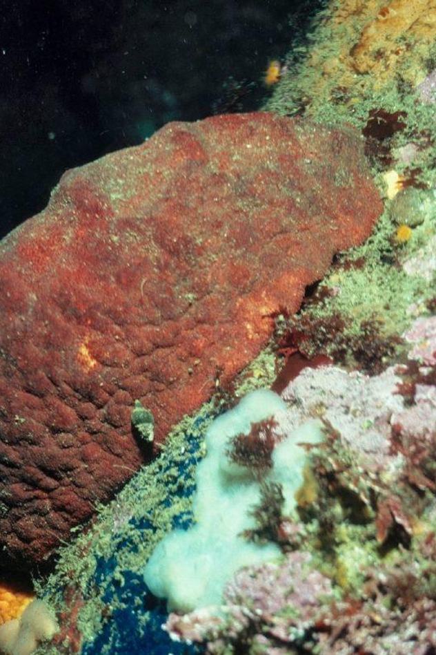 Gumboot Chiton on bottom