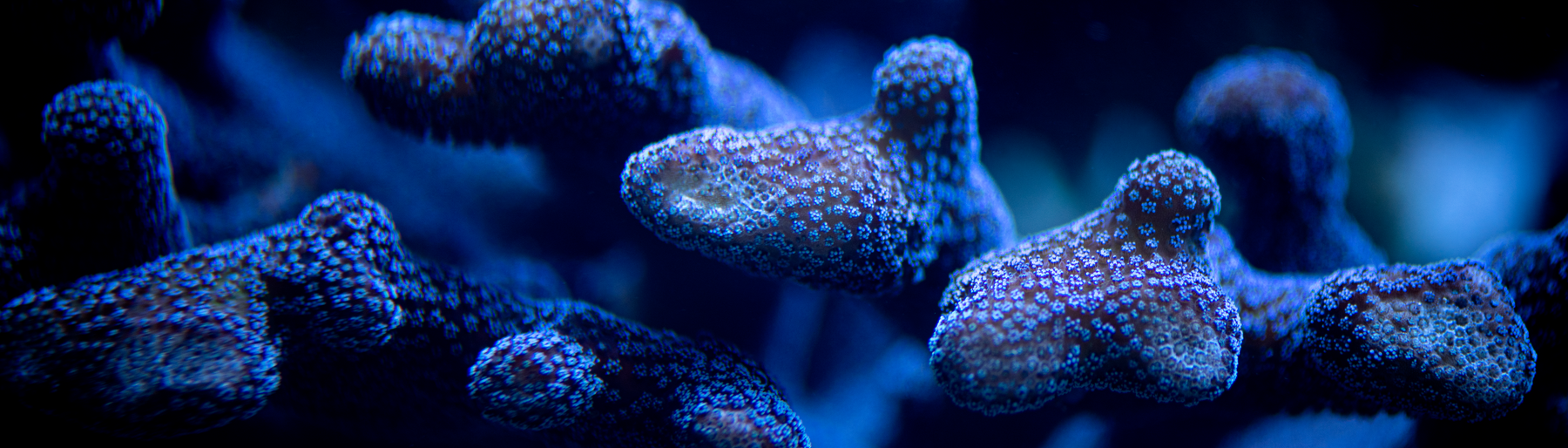 Hood coral in deep water, appearing blue with scattered light-colored dots.