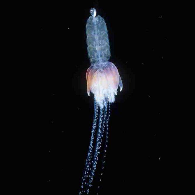 Hula skirt siphonophore in dark water