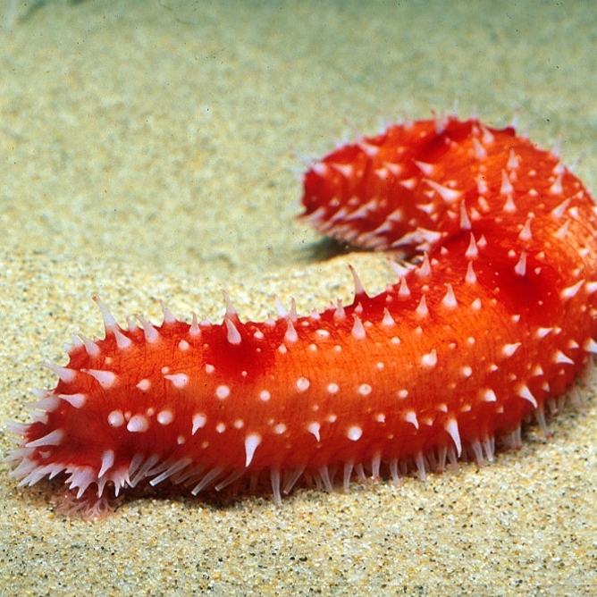 Johnsons sea cucumber