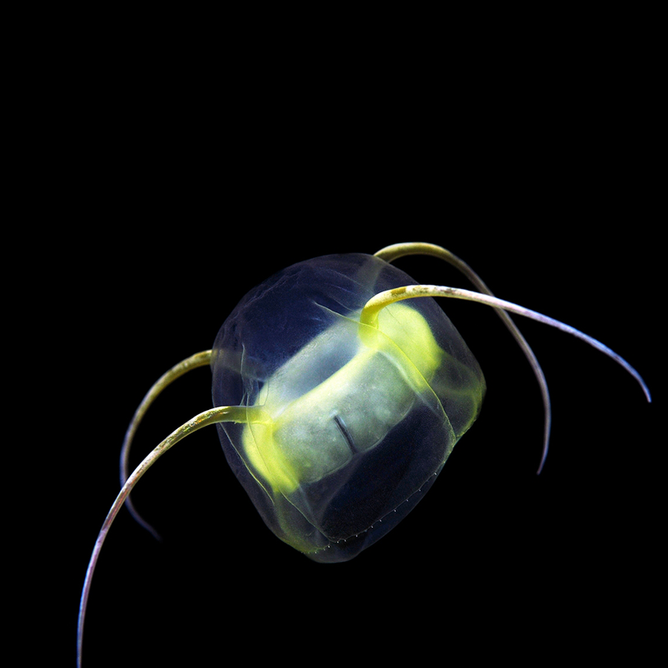 Small transparent lemon jelly with glowing yellow interior and curved tentacles against black