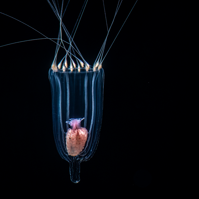 Lined jelly with long, thin tentacles extending upward, showing a pink hue, floating in dark ocean water