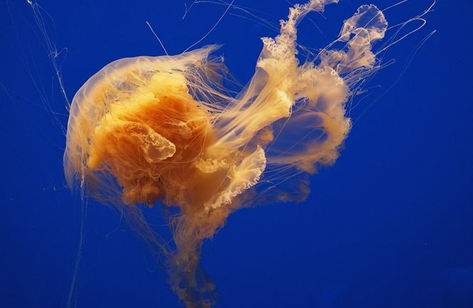 Large golden lion's mane jelly with dense flowing oral arms and trailing tentacles against blue