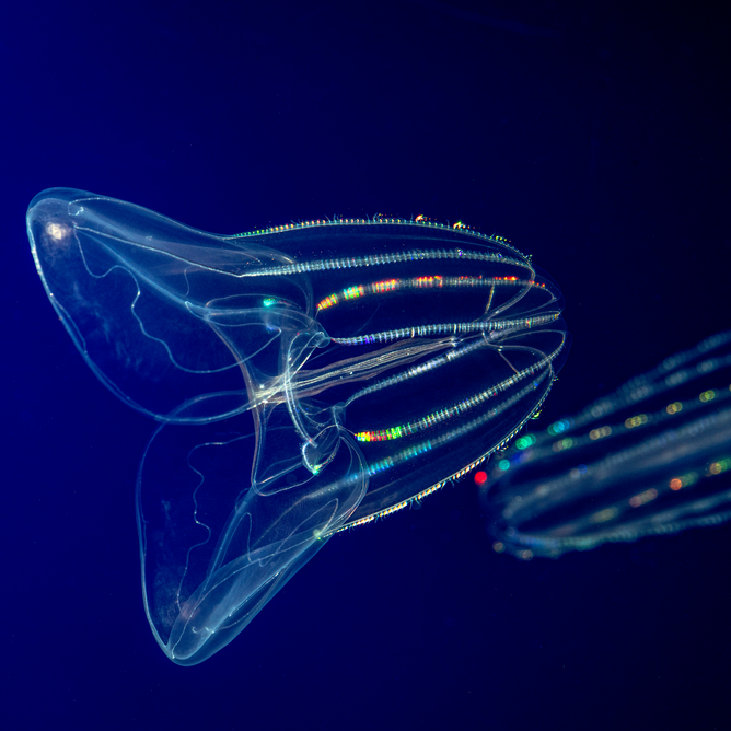 Two lobed comb jellies floating with their colorful cilia on display