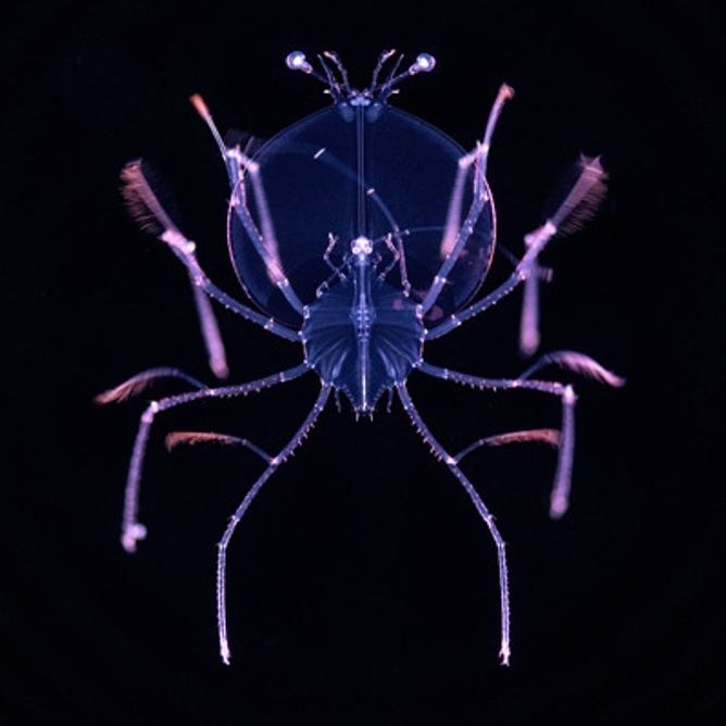 A close-up view of a transparent Scyllaridae lobster larva in the phyllosoma stage