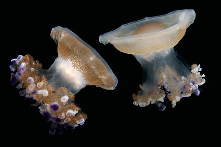 Two mediterranean jellies floating side by side