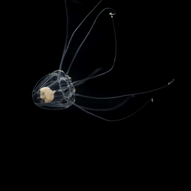 Tiny transparent deep-sea jelly with cream-colored internal mass and long wispy tentacles against black