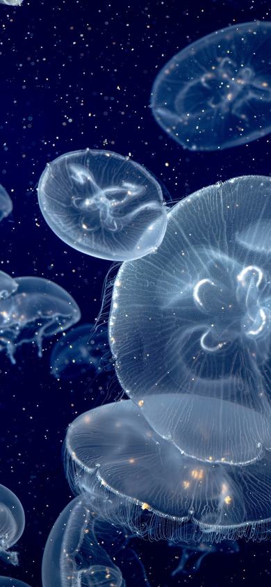 Group of translucent moon jellyfish floating in deep blue water, their glowing bells scattered amid marine snow